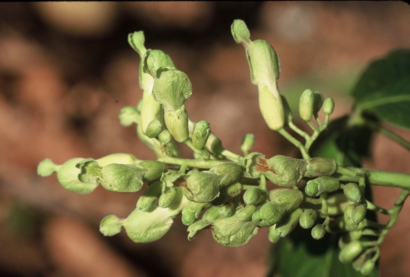 {Aesculus sylvatica}